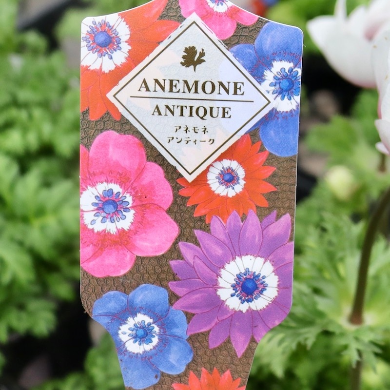 画像の現品!!特大2年生株☆竹中園芸さんのプレミアムアネモネ