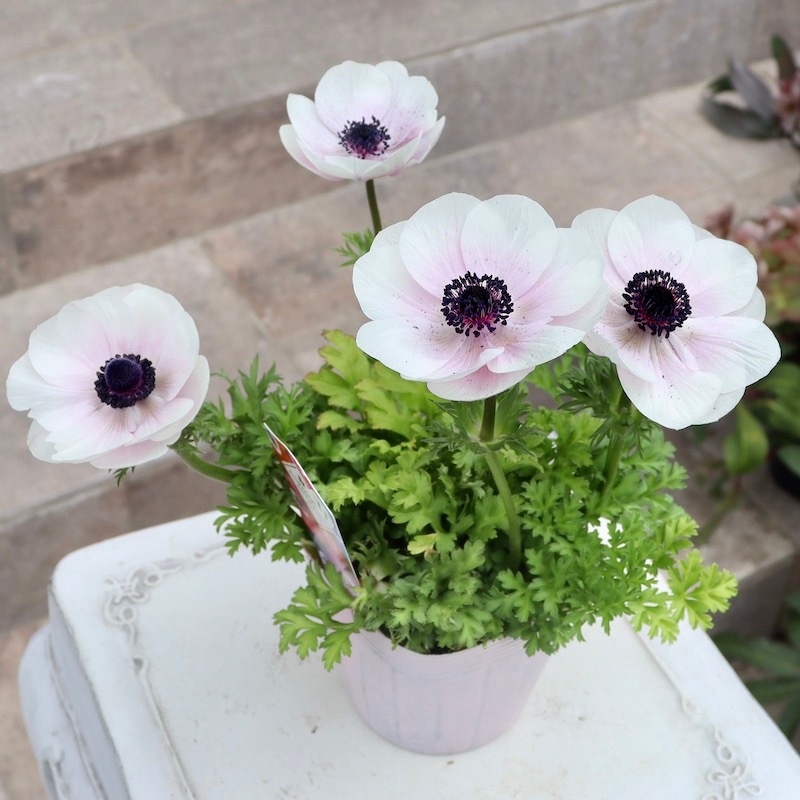 画像の現品!!特大2年生株☆竹中園芸さんのプレミアムアネモネ