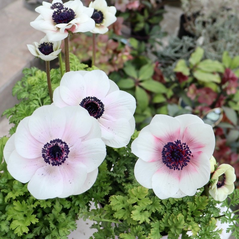 画像の現品!!特大2年生株☆竹中園芸さんのプレミアムアネモネ