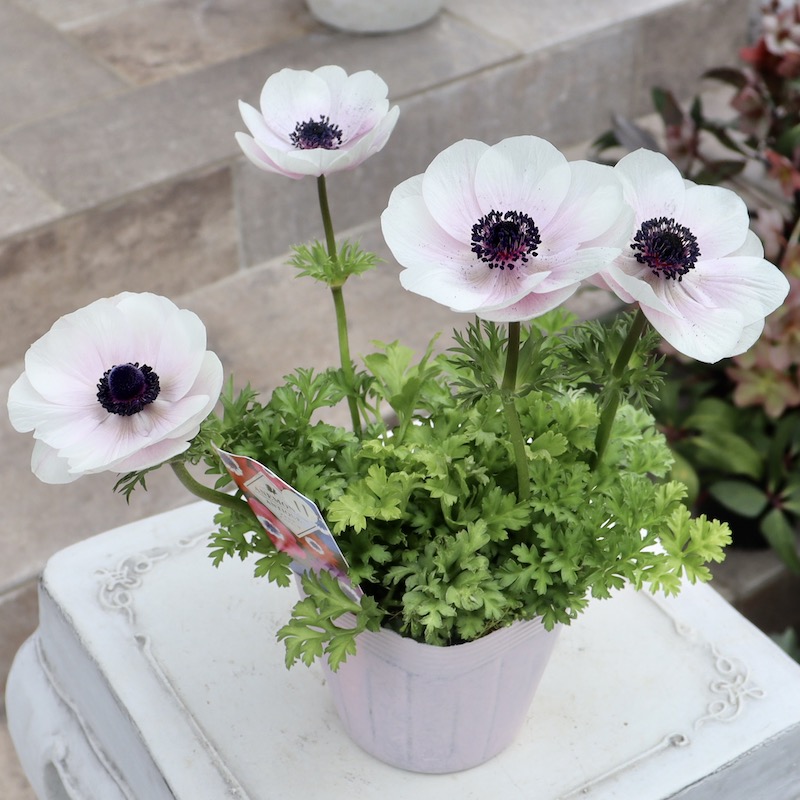 画像の現品!!特大2年生株☆竹中園芸さんのプレミアムアネモネ