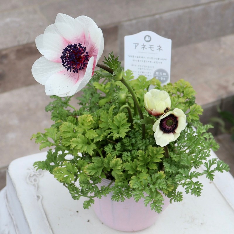 画像の現品!!特大2年生株☆竹中園芸さんのプレミアムアネモネ