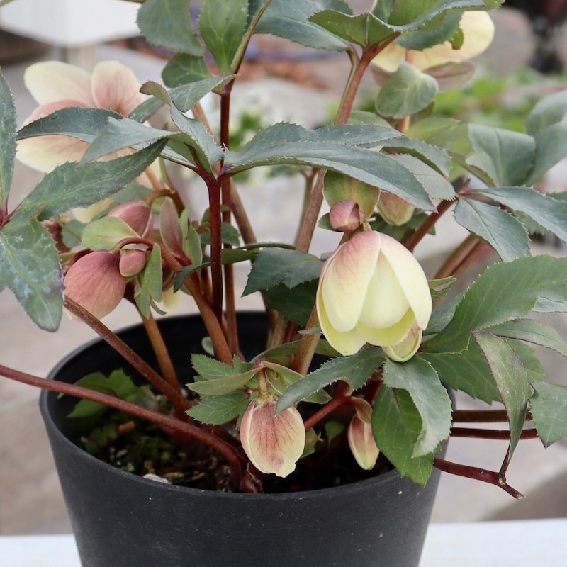 クリスマスローズ11 開花株 4.5寸ポット苗 ☆クリスマスローズ