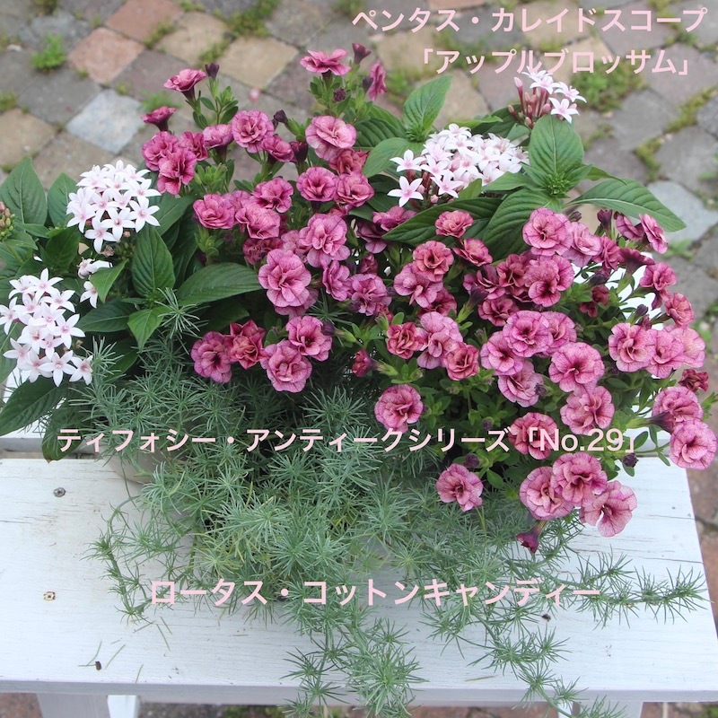 アップルブロッサム スパイダー アップルブロッサム スパイダー