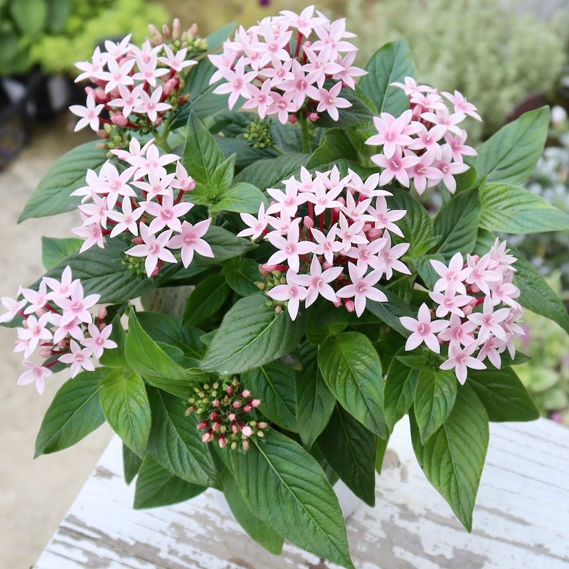 アップルブロッサム　スパイダー アップルブロッサムスパイダー ステンドグラスの通販 by