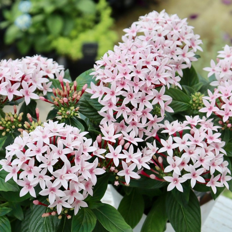 ペンタス「アップルブロッサム」(3.5号ポット)