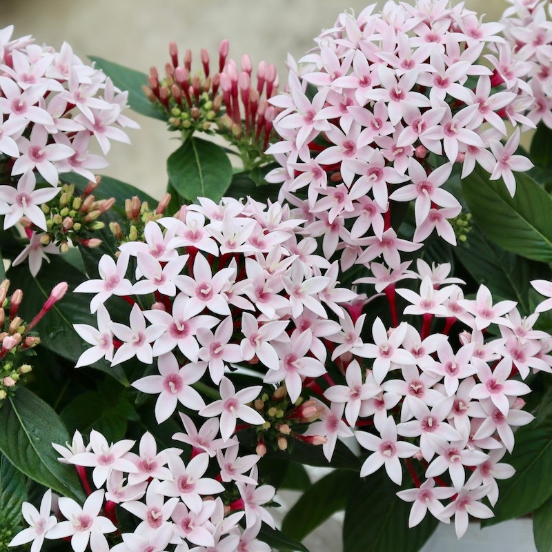 ペンタス「アップルブロッサム」(3.5号ポット)