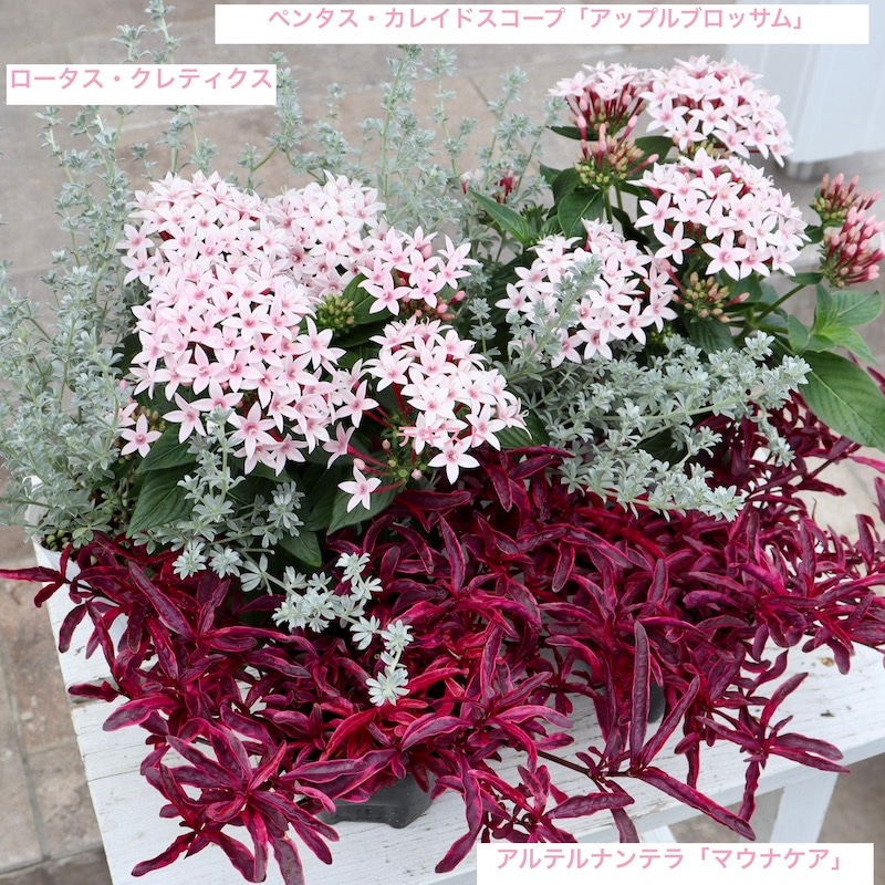 アップルブロッサム　スパイダー アップルブロッサムスパイダー ステンドグラスの通販 by tomjerry610's