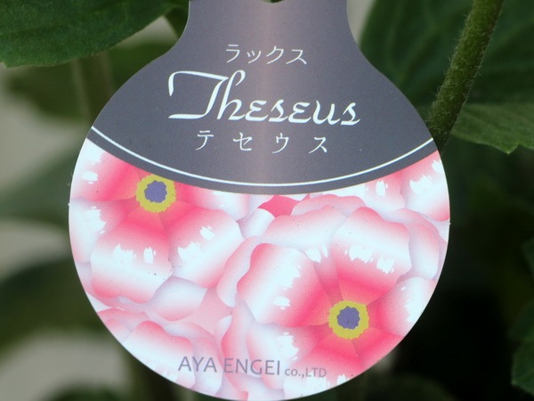 画像の現品☆5号鉢仕立てのラナンキュラス・ラックス「テセウス」