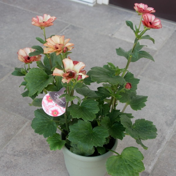 2_000000002780.jpg?1678209904