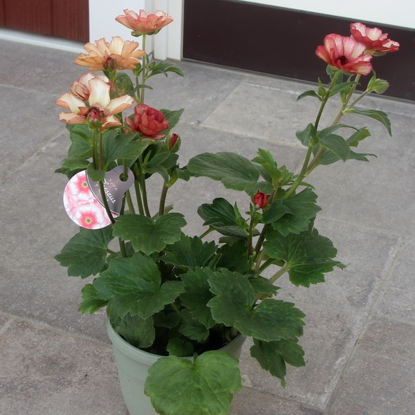 画像の現品☆5号鉢仕立てのラナンキュラス・ラックス「テセウス」