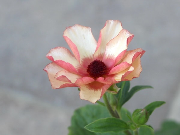 画像の現品☆5号鉢仕立てのラナンキュラス・ラックス「テセウス」