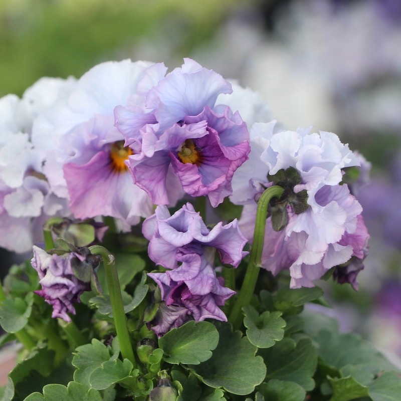 コウロギさん育種ビオラ「NOBUKOセレクション☆プチフリル」＜21-38