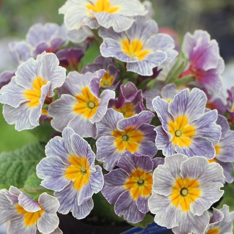 プリムラ・ジュリアン「ディスカバリングストライプ」16番(3.5号ポット)