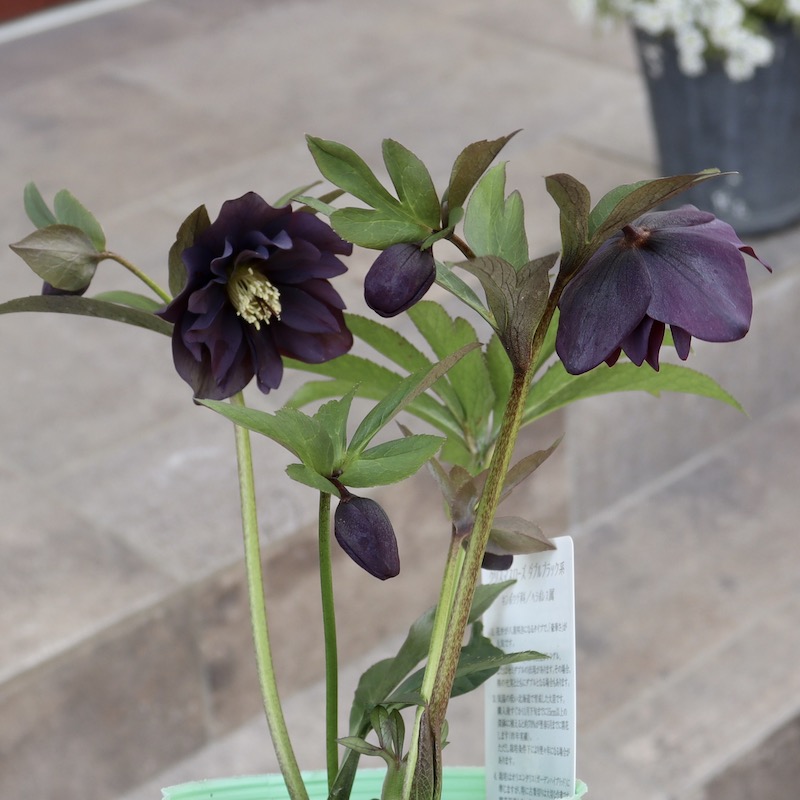 画像の現品1株限り!! 3年物?クリスマスローズ「ダブルブラック系」3.5