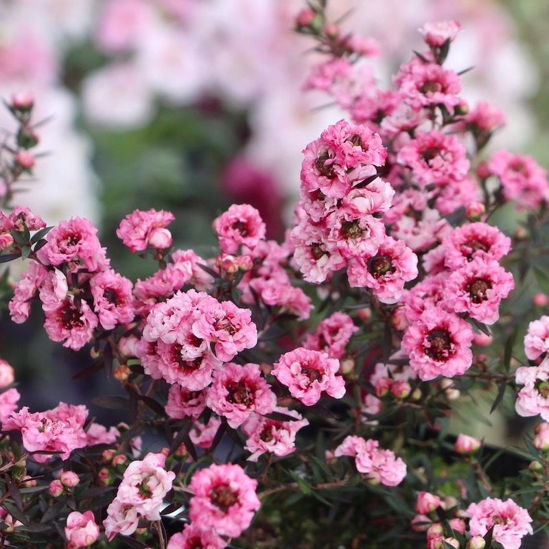 ギョリュウバイ(レプトスペルマム)3号ポット