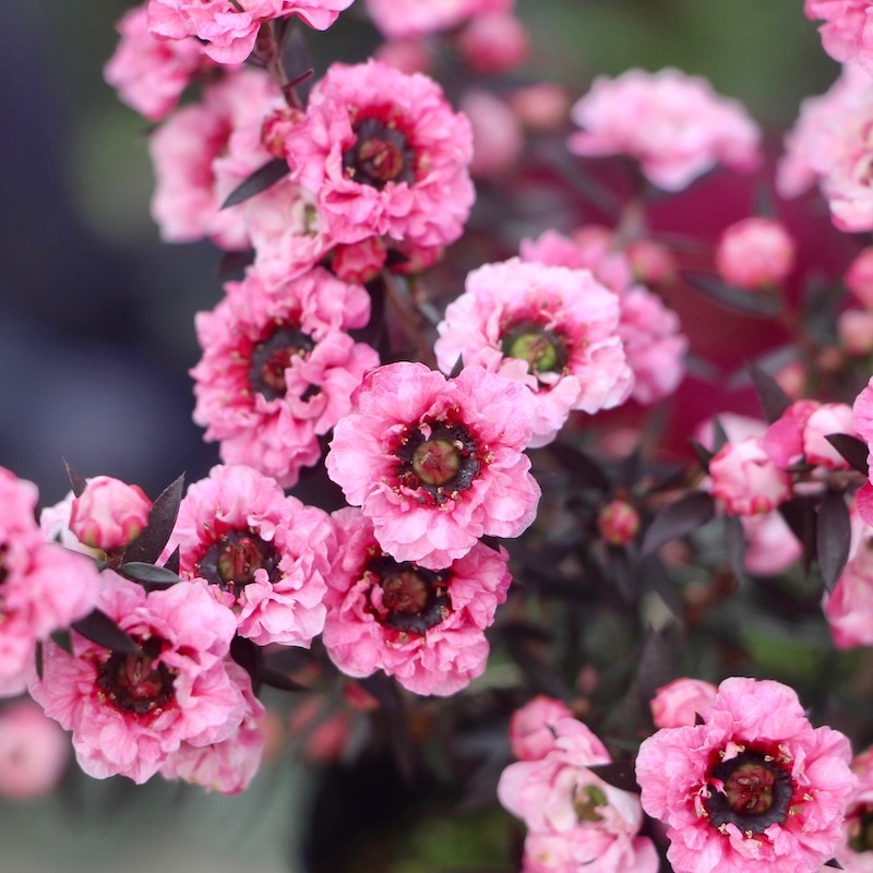 ギョリュウバイ(レプトスペルマム)3号ポット