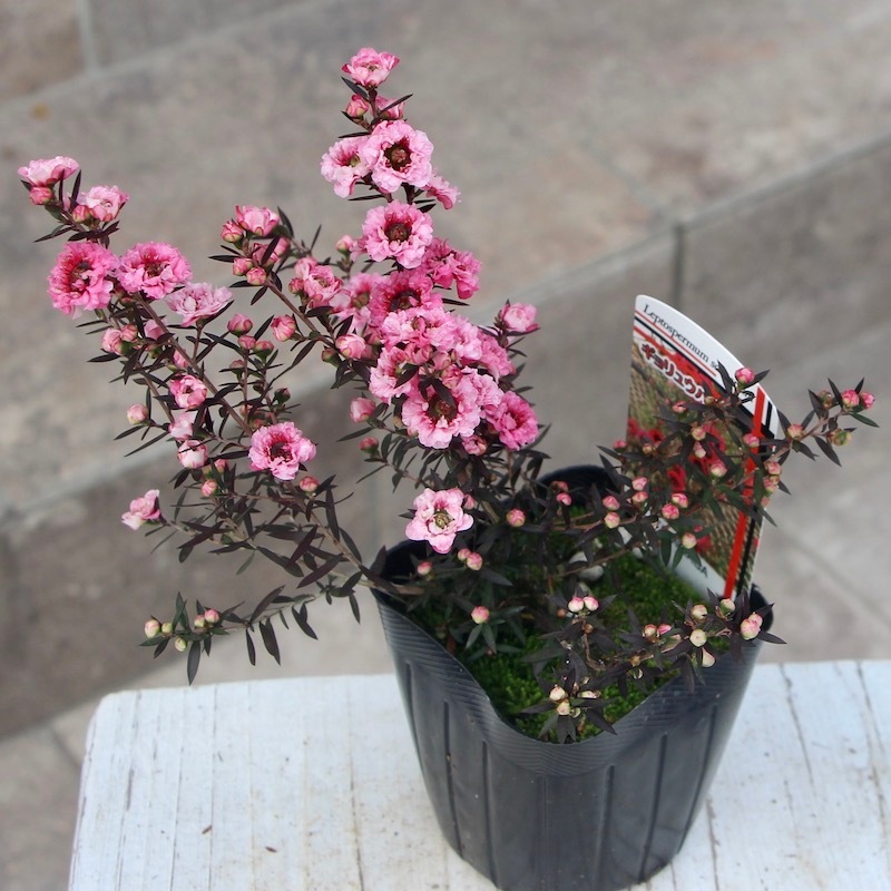 【マヘ】ギョリュウバイ　御柳梅　レプスペルマム　5本セット マヘ】ギョリュウバイ 御柳梅 レプスペルマム 5本セット マヘ