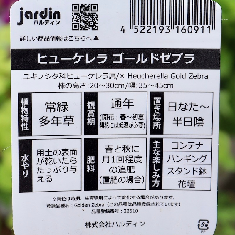 ハルディンさんのヒューケラ「ゴールドゼブラ」(3号ロングポット)