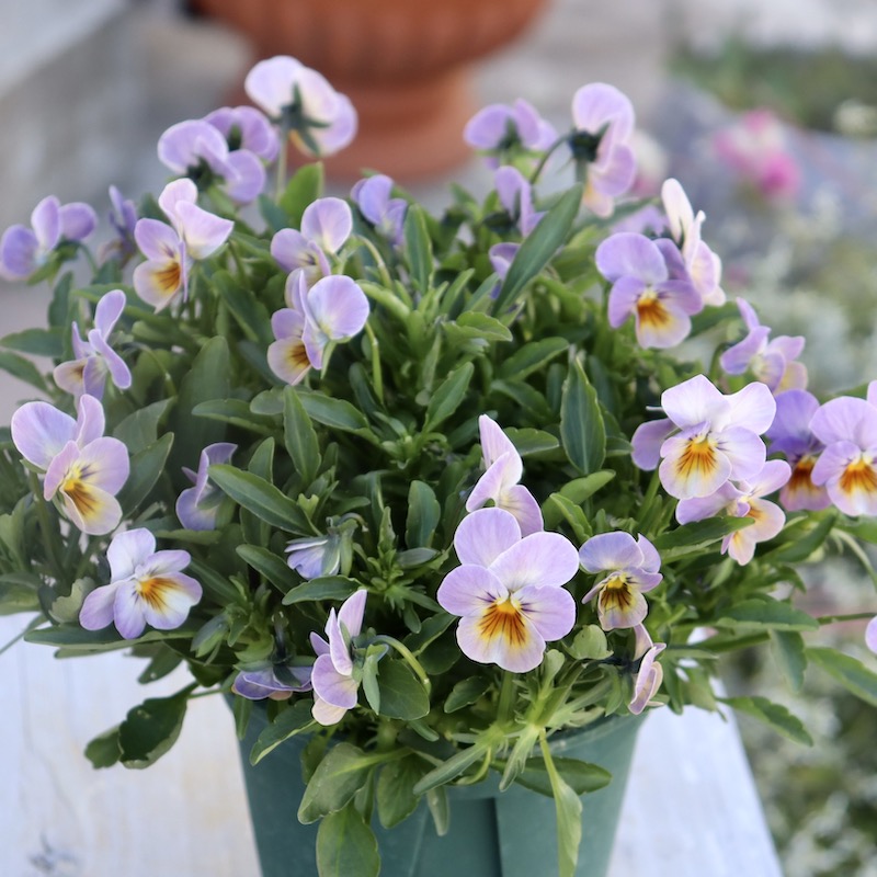 桂楓園 ビオラマジックアワー 希少3苗セット ブルービオラレディ