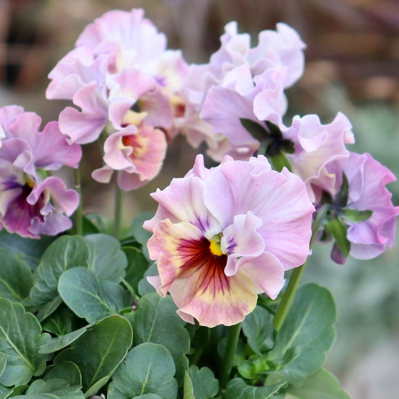 ラスト!!【激レア品の限定販売】現品1点限り☆桂楓園さんのパンジー