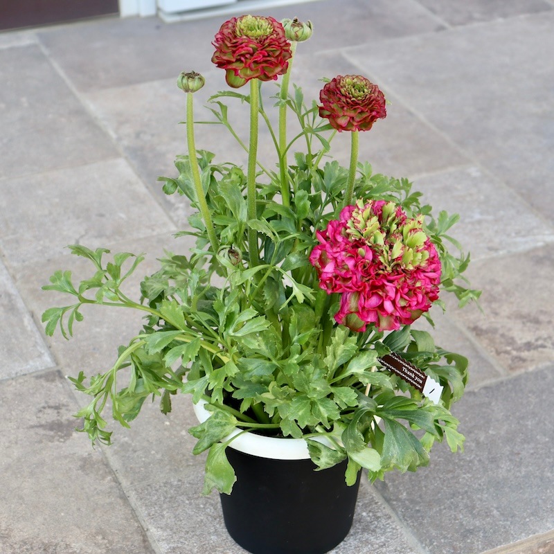 ラナンキュラス球根　ポンポンシリーズ　注文ページ 日本花キ流通 予約販売 ラナンキュラス ポンポンシリーズ 苗