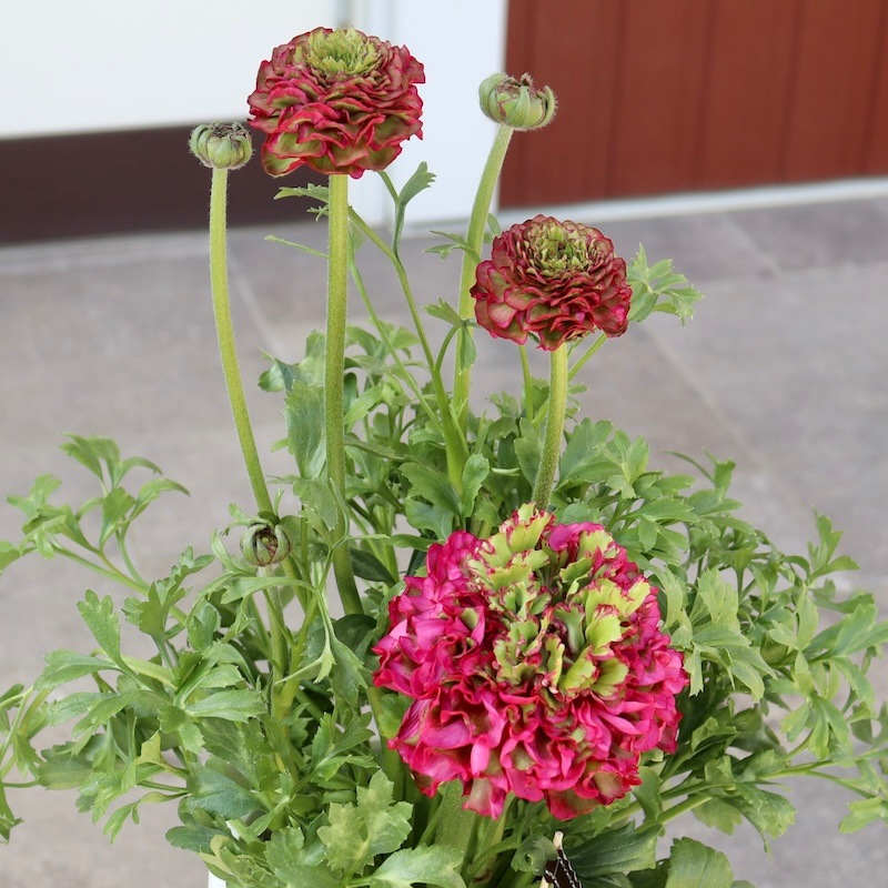 ラナンキュラス球根　ポンポンシリーズ　注文ページ 園芸ネット本店｜ラナンキュラス：ポンポン ミグノン6号鉢 の通販【公式】