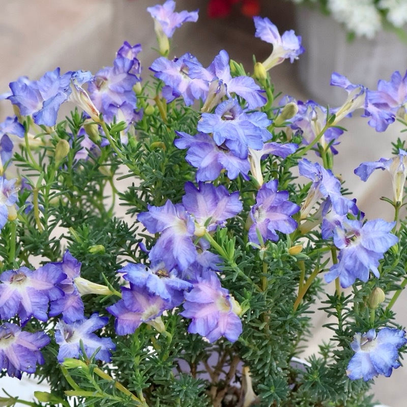 画像の現品いずれか☆初入荷のレアなブルー♪初恋草「ロックブルー