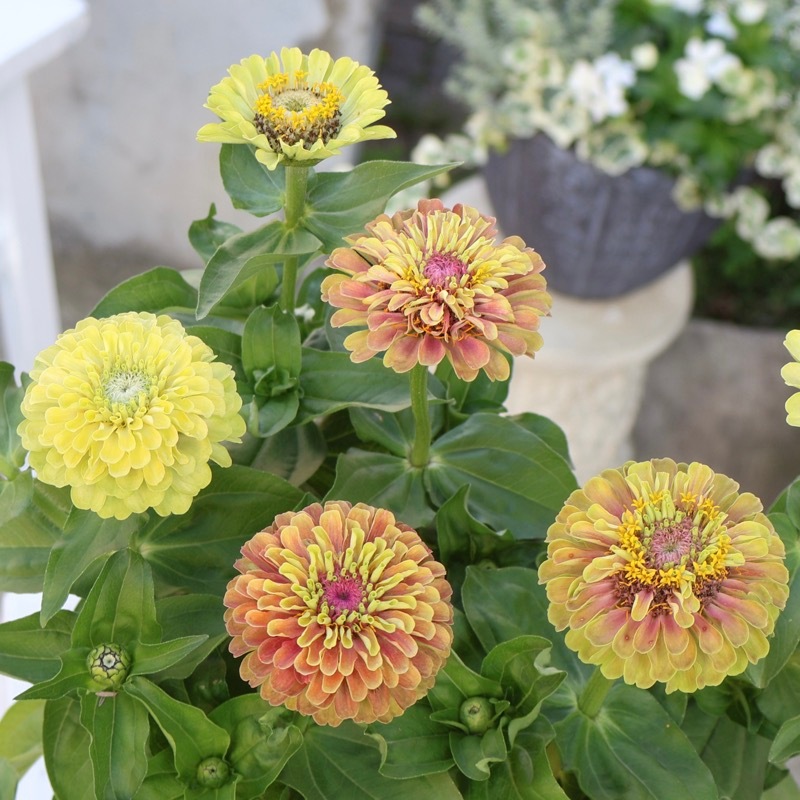41.46.101g. 素材重視 シニア ヘルシーセット 2本植え♪《2色開花の画像の現品》八重咲きジニア・クイーン(6番