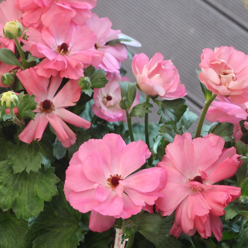 画像の現品!! 【5号鉢】綾園芸さんのラナンキュラス「セイレン」4番