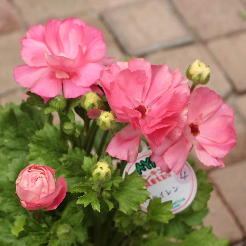 画像の現品!! 【5号鉢】綾園芸さんのラナンキュラス「セイレン」4番