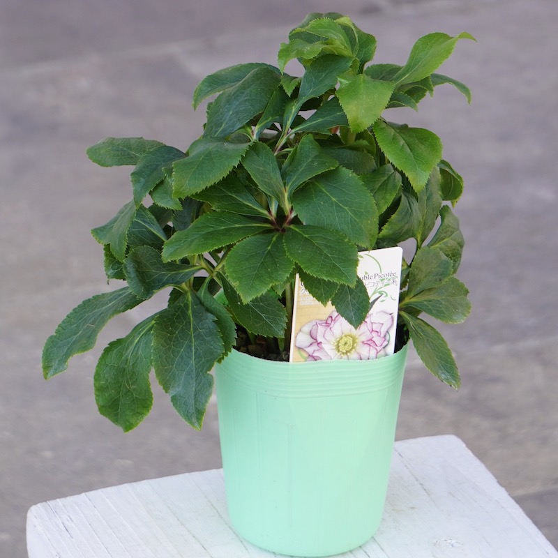 クリスマスローズ「ダブルピコティー系」3.5号ロングポット