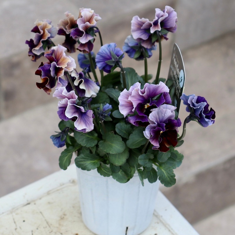 来シーズン発売予定の新品種☆画像の花みっけ!! 】1点限り☆桂楓園さん