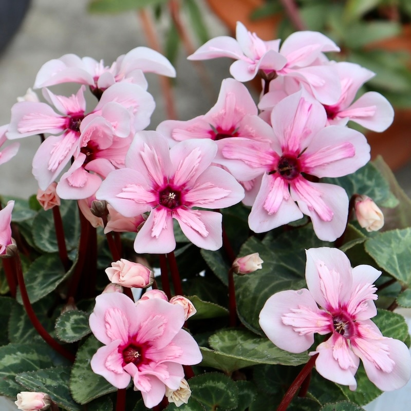 希少　大判リトグラフ　ダン・パルトゥシュ　「シクラメン」 希少 大判リトグラフ ダン・パルトゥシュ 「シクラメン」 希少 大判