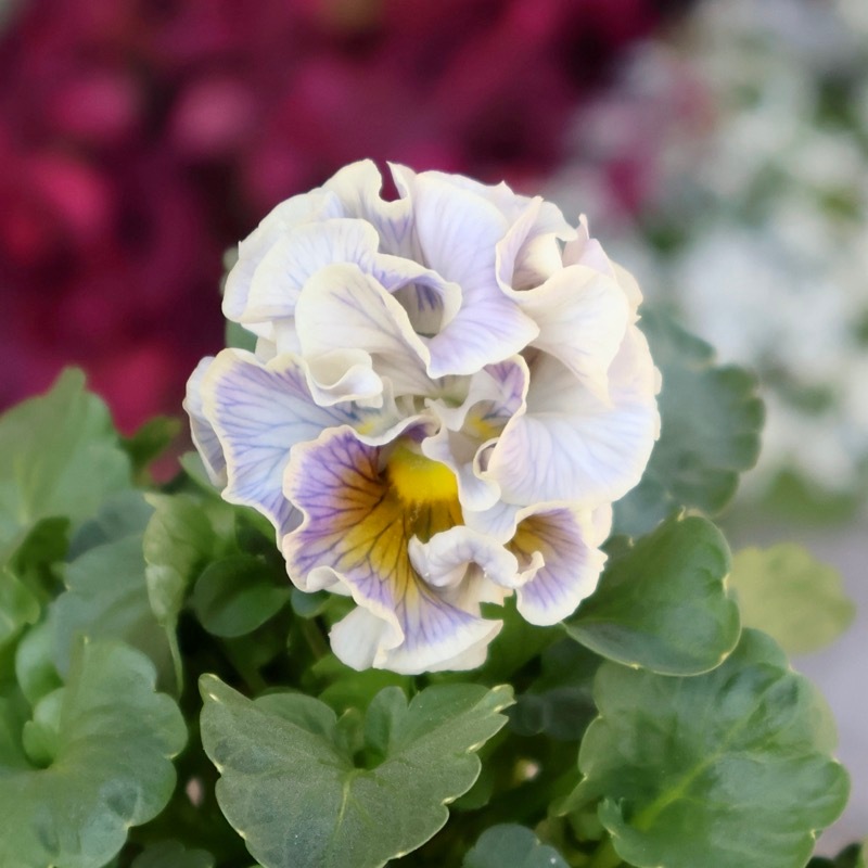 現品1点限り☆2025年NEWの希少品種☆フリルパンジー「彩翠華(さい