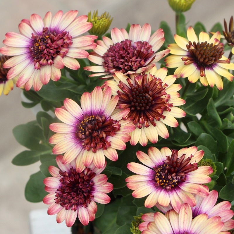 セラトザミア　ロブスタ　大株 丈夫な多年草☆八重咲き!!ダブルオステオスペルマム「茜ロマン」by