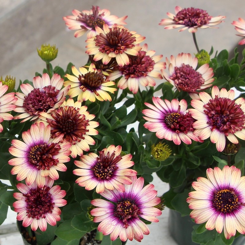 丈夫な多年草☆八重咲き!!ダブルオステオスペルマム「茜ロマン」by