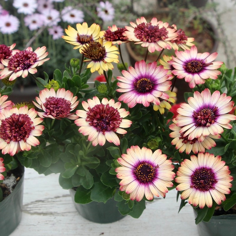 丈夫な多年草☆八重咲き!!ダブルオステオスペルマム「茜ロマン」by