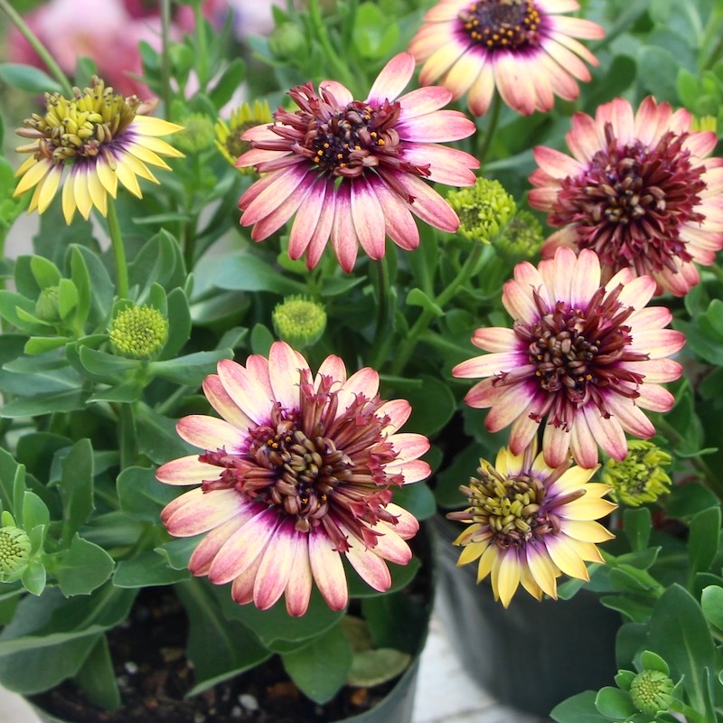 丈夫な多年草☆八重咲き!!ダブルオステオスペルマム「茜ロマン」by