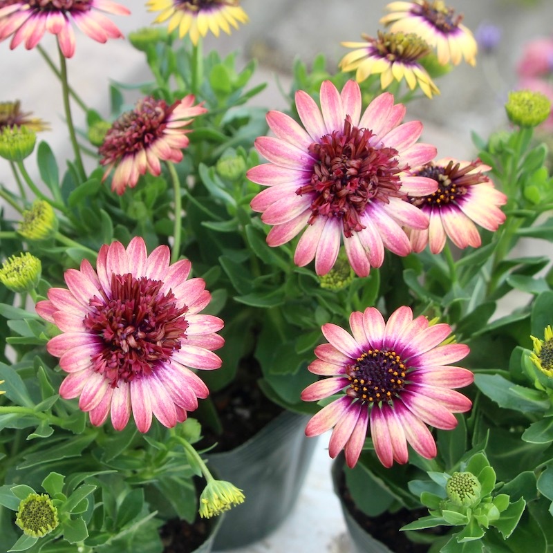 丈夫な多年草☆八重咲き!!ダブルオステオスペルマム「茜ロマン」by