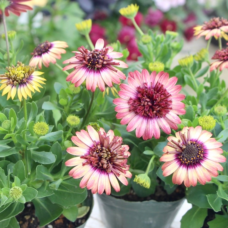 丈夫な多年草☆八重咲き!!ダブルオステオスペルマム「茜ロマン」by