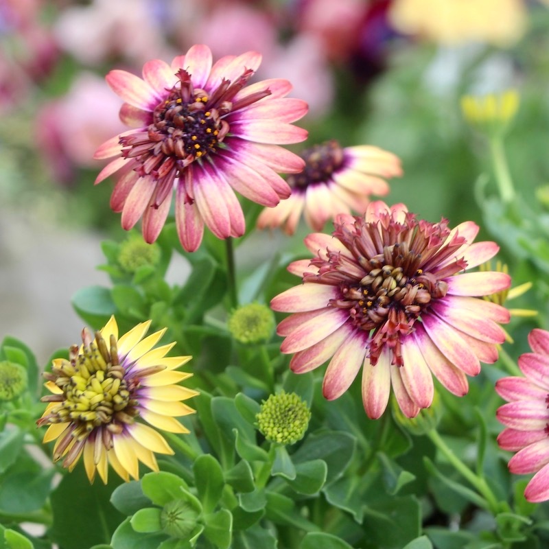 丈夫な多年草☆八重咲き!!ダブルオステオスペルマム「茜ロマン」by