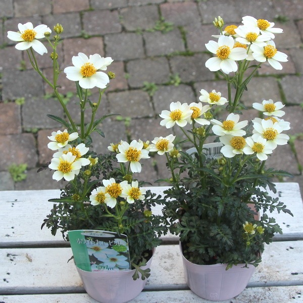 コスモス白 imgrc0092407458.jpg