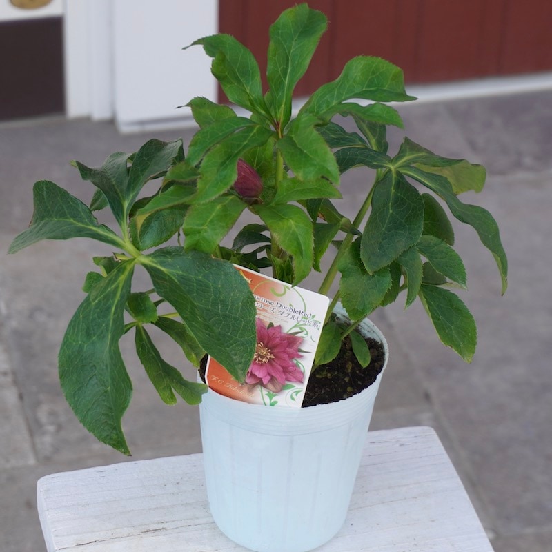 クリスマスローズ「ダブルレッド系」3.5号ロングポット