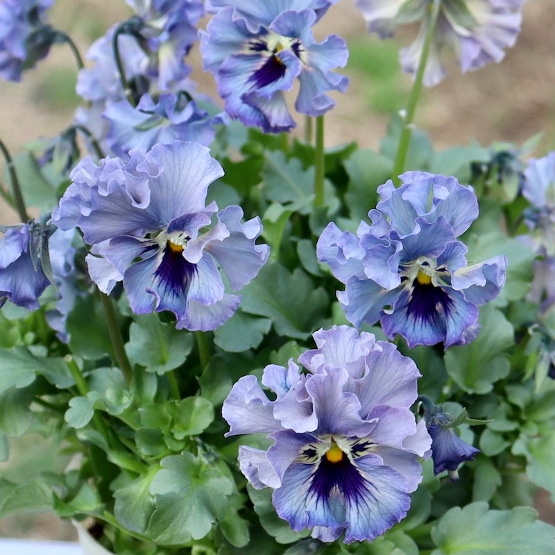 特大☆画像の現品!! 石川園芸さんのビオラ「レディ」スペシャル＜SP13＞