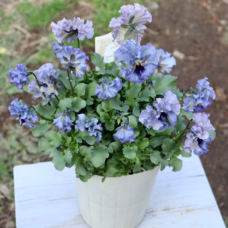 特大☆画像の現品!! 石川園芸さんのビオラ「レディ」スペシャル＜SP13＞