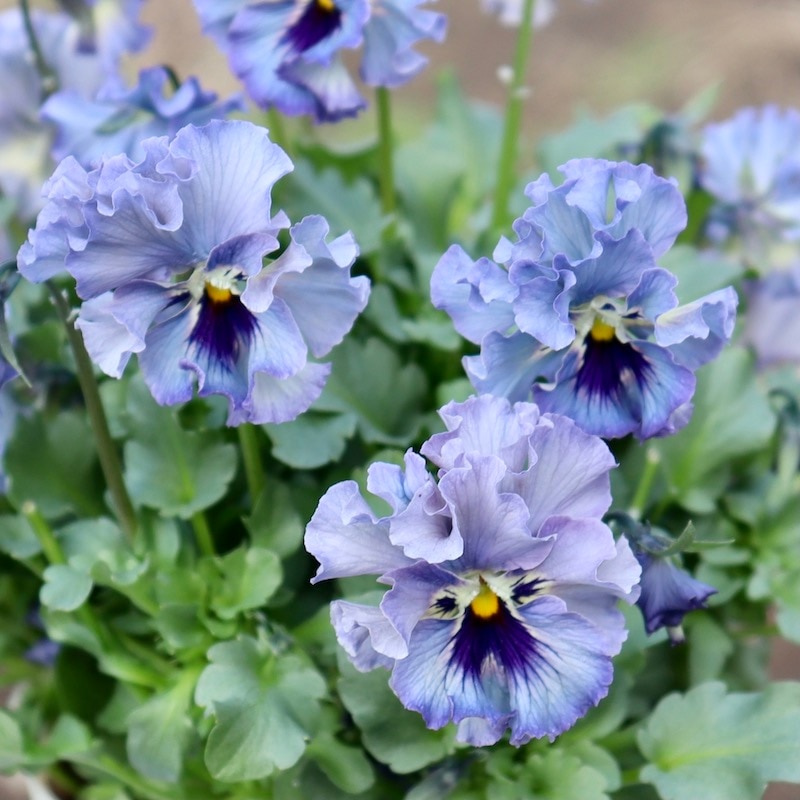 ビオラレディ３苗　シエルブリエ３苗 ビオラレディ3苗 シエルブリエ3苗