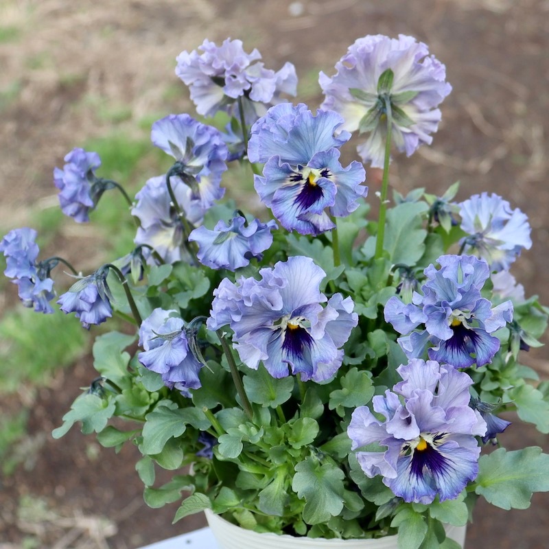 特大☆画像の現品!! 石川園芸さんのビオラ「レディ」スペシャル＜SP13＞