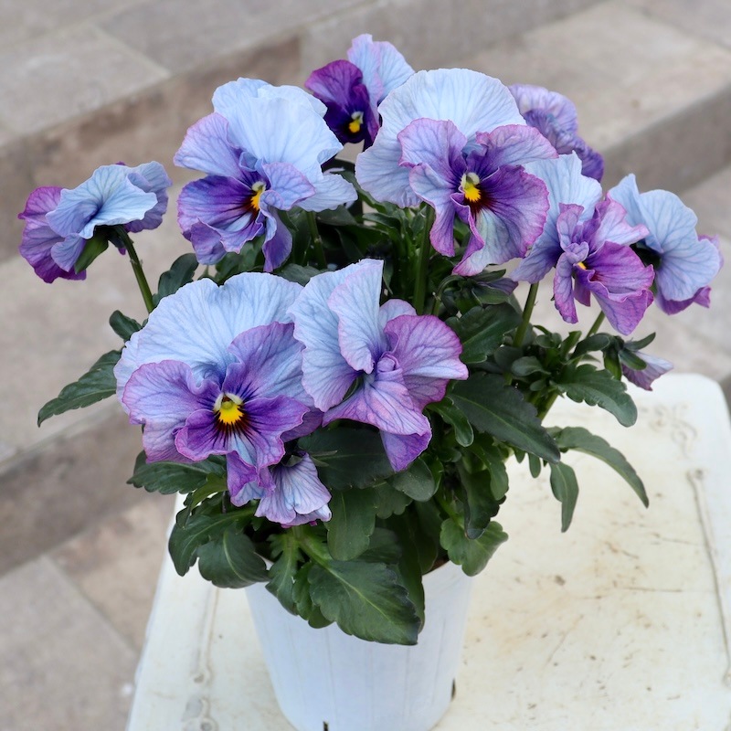 ＫＡ２８♥フェデネージュ　クリームピンク♥花苗ポットごと♥ブルー系パンジービオラ KA28♥フェデネージュ クリームピンク♥花苗ポットごと♥ブルー系