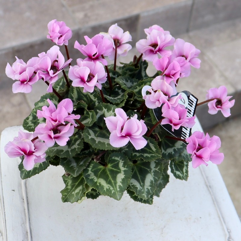 ★スタートセット★超シンプルにして最強【4096♫ヒマラヤwithローズ】❤️ 八重咲きミニシクラメン「スクリュースター」＜D＞