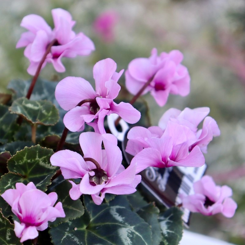 八重咲きミニシクラメン「スクリュースター」＜D＞